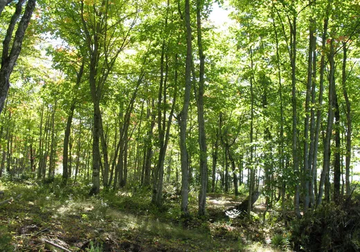 Land for Sale -  Ch. du Multi-Bois, Petite-Riviere-St-Francois, G0A 2L0