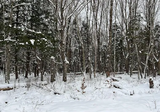 Land for sale - 144 Rue des Faux-Trembles, Eastman, J0E1P0