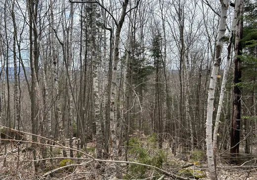Terrain à vendre -  Rue du Mont-Terrible, Sainte-Adèle, J8B2G6