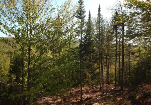 Terrain à vendre -  Prom. des Cervidés, Morin-Heights, H0R 1H0