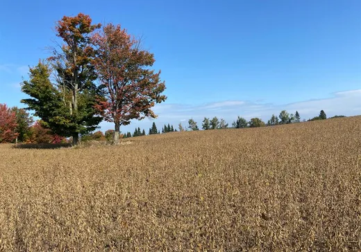 Land for Sale - 728 Route 108, Saint-Alfred, G0M 1L0