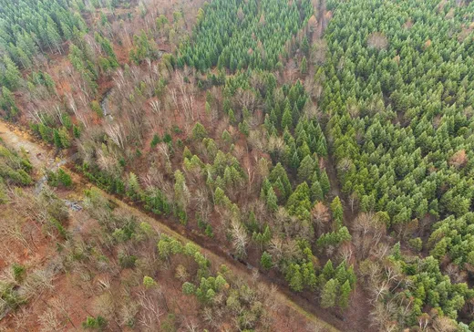 Terrain à vendre -  Rue Gagnon, Saint-Ephrem-de-Beauce, G0M 1R0