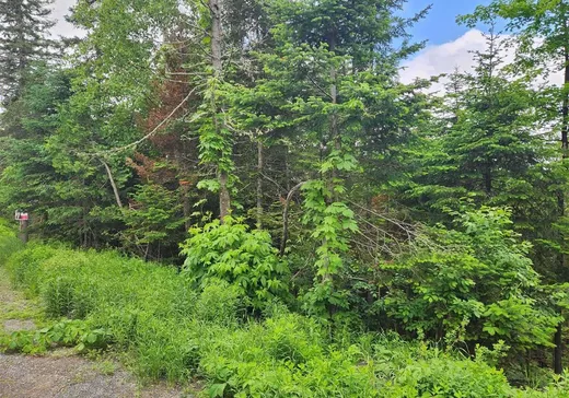 Terrain à vendre -  Rue Valérie, Sainte-Agathe-des-Monts, J8C 0E2