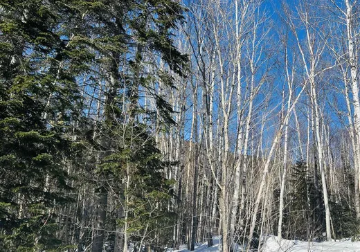 Terrain à vendre -  Ch. Marius-Barbeau, Petite-Riviere-St-François, G0A2L0