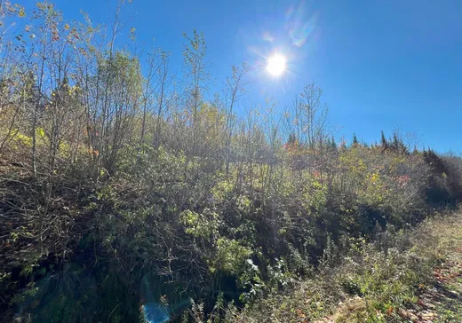 Terrain à vendre - 90 Ch. du Rat-Musqué, Notre-Dame-Des-Boies, J0B 2E0