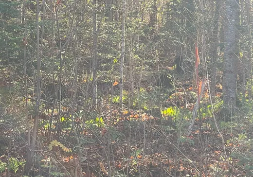Terrain à vendre - 90 Ch. du Rat-Musqué, Notre-Dame-Des-Boies, J0B 2E0