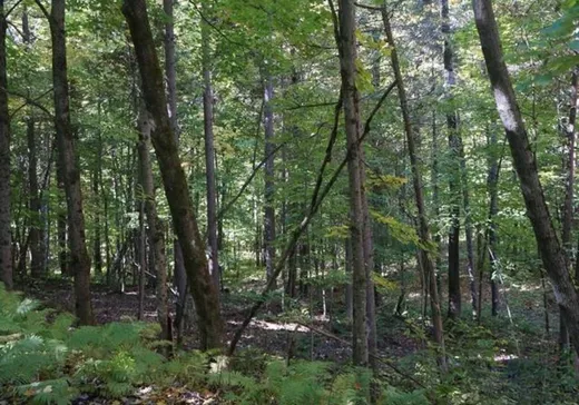Terrain à vendre -  Ch. Dewey, Stanstead, J0B 3E0