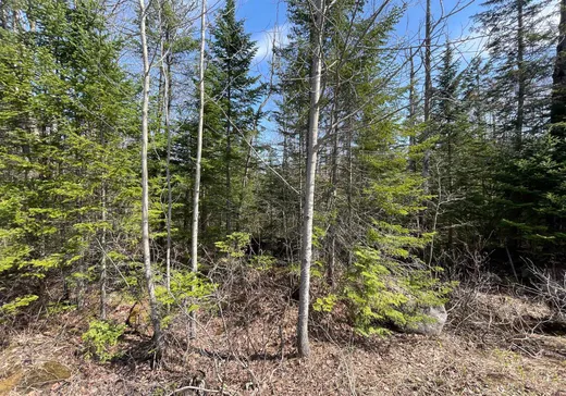 Terrain à vendre -  Mtée Ste-Marie, St-Adolphe d'Howard, J0T 2B0