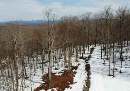 Terrain à vendre - 168 Ch. Gaudreau, Notre-Dame-Des-Boies, J0B 2E0