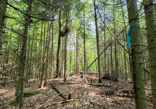 Terrain à vendre -  Ch. du Patrimoine, St-Boniface-De-Shawinigan, G0X 2L0