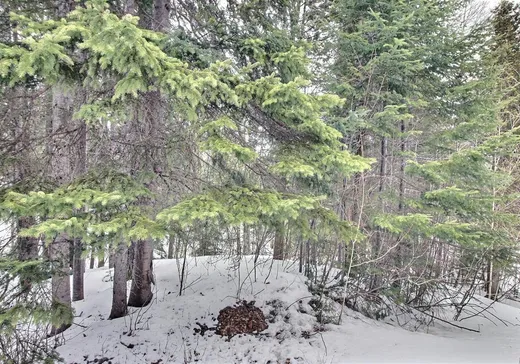 Terrain à vendre - 8187 Ch. des Érables, Percé, G0L 2L0