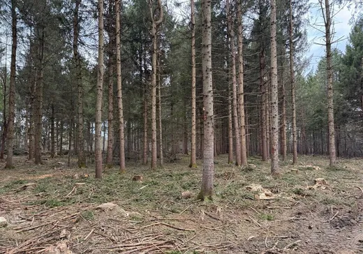 Terrain à vendre -  Ch. Gosford E., East Angus, J0B 1R0