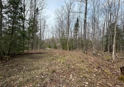 Terrain à vendre -  Rue du Colibri, Magog, J1X 0M6