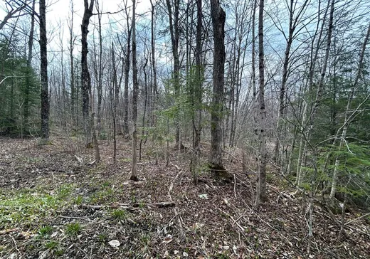 Terrain à vendre -  Rue du Colibri, Magog, J1X 0M6