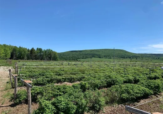 Terrain à vendre - 7901 Rg Fréchette, Chesterville, G0P 1J0