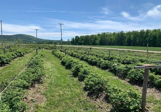 Terrain à vendre - 7901 Rg Fréchette, Chesterville, G0P 1J0