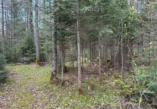 Terrain à vendre - 575 Route 162, Saint-Louis-de-Blandford, G0Z 1B0