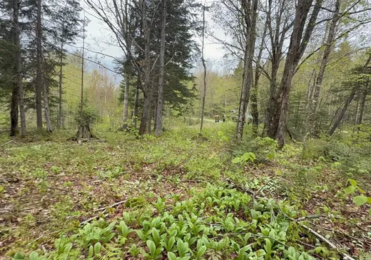 Land for Sale - 101 Ch. des Appalaches, Notre-Dame-Des-Boies, J0B 2E0