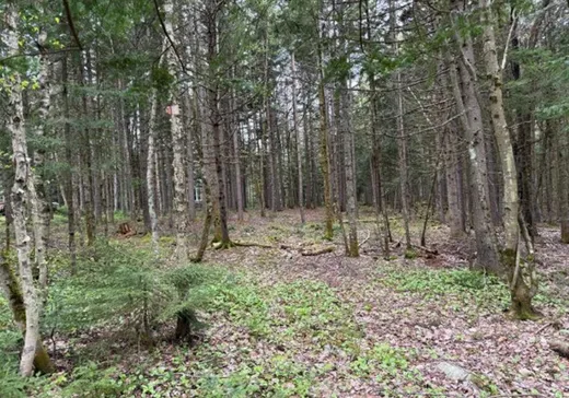 Land for Sale - 318B Route St-Damien, St-Malachie, G0R 3N0