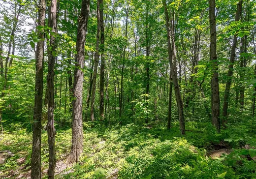 Terrain à vendre -  Ch. Holmes, Sutton, J0E2K0