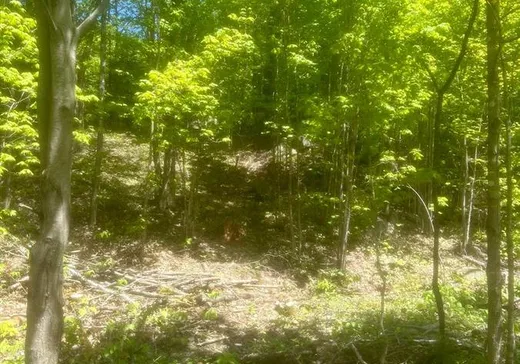 Terrain à vendre -  Ch. du Lac-Blanc, St-Donat-De-Montcalm, J0T 2C0