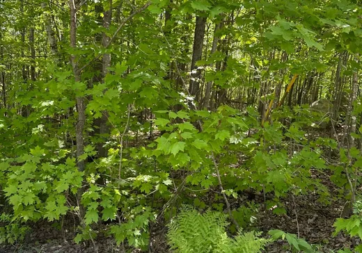 Land for Sale - Rue du Tour- Rue du Tour-du-Lac, Mont-Blanc, J0T 2G0