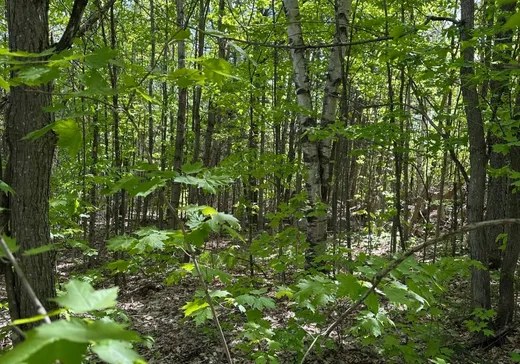 Land for Sale - Rue du Tour- Rue du Tour-du-Lac, Mont-Blanc, J0T 2G0