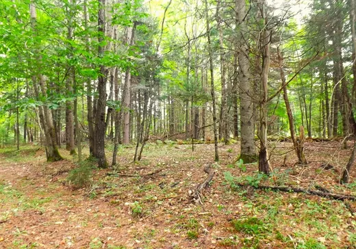Terrain à vendre - 18 Ch. Dewar, Harrington, J8G 2T3