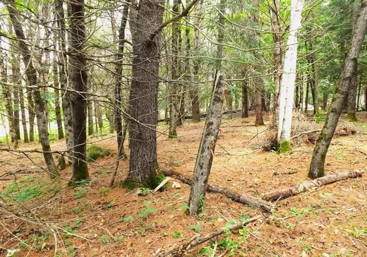 Terrain à vendre - 18 Ch. Dewar, Harrington, J8G 2T3