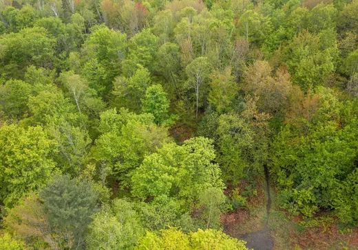 Terrain à vendre -  Rue de Lucerne, Sainte-Adèle, J8B1A3