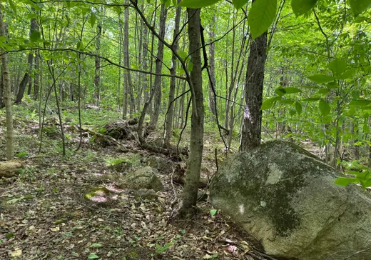 Terrain à vendre -  Rue du Coteau-des-Érables, Gore, J0V 1K0