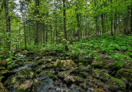 Terrain à vendre -  Rue des Gardénias, Val David, J0T 2N0