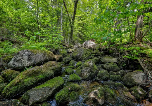 Terrain à vendre -  Rue des Gardénias, Val David, J0T 2N0
