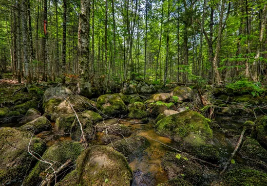 Terrain à vendre -  Rue des Gardénias, Val David, J0T 2N0