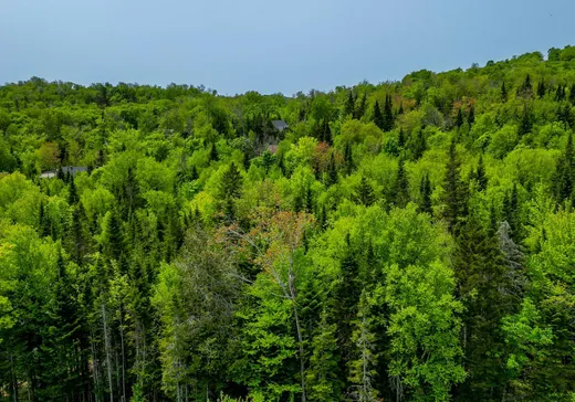 Terrain à vendre -  Rue des Gardénias, Val David, J0T 2N0