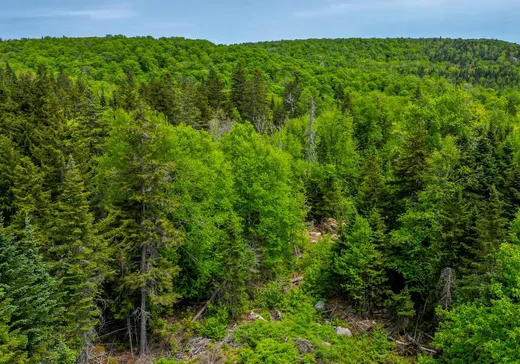 Terrain à vendre -  Rue des Gardénias, Val David, J0T 2N0