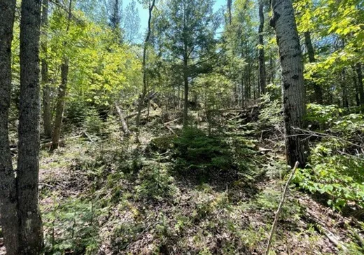 Land for Sale -  Route 311 S., Mont-Laurier, J0W 1H0