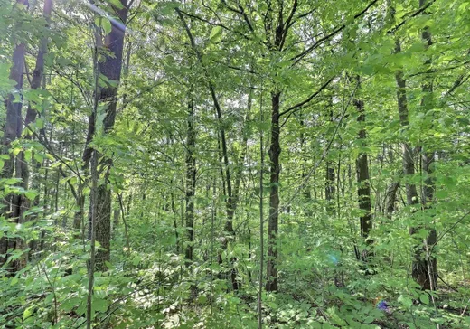Terrain à vendre - 51 Rue Guillemette, Saint-Christophe-D'Arthabaska, G6R 0G3