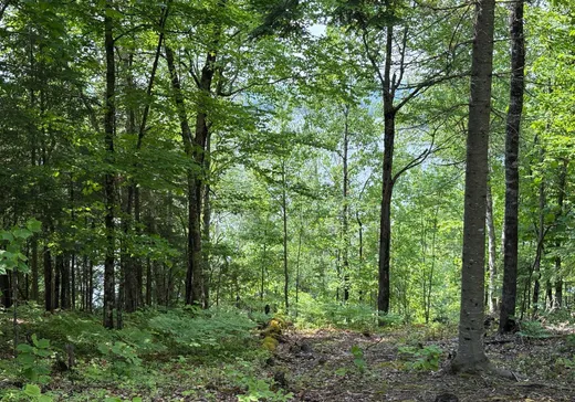 Land for Sale -  Ch. du Lac-à-la-Truite, La Minerve, J0T 1S0