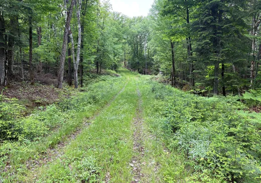Land for Sale -  Ch. du Lac-à-la-Truite, La Minerve, J0T 1S0