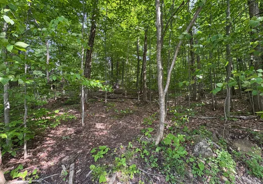 Land for Sale -  Ch. des Cèdres, Ste-Anne-Des-Lacs, J0R 1B0