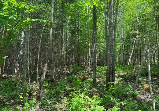 Terrain à vendre -  Rg de la Colonie, Lac-Mégantic, G0Y1E1