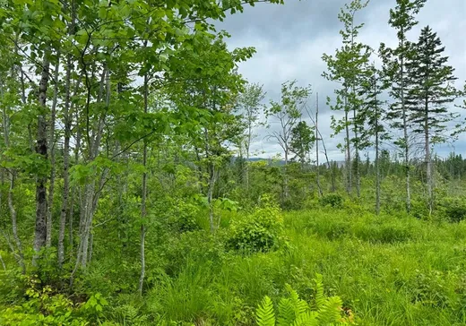 Terrain à vendre -  Ch. du 10e-Rang, St-Joseph-De-Coleraine, G0N1B0