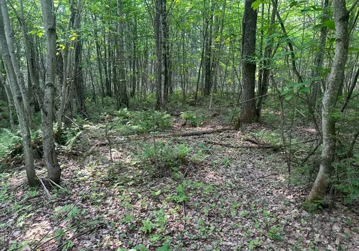 Terrain à vendre -  Route Philomène-Thibodeau, St-Alban, G0A 3B0