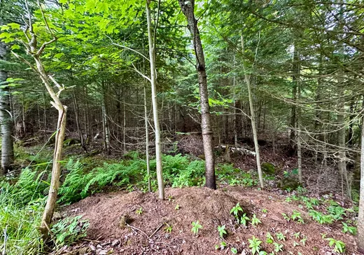 Terrain à vendre - Rue de la Cé Rue de la Cédrière, Val David, J0T 2N0