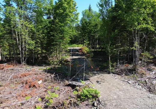 Terrain à vendre -  1er Rang, App. 101, Notre-Dame-Des-Boies, J0B 2E0