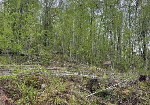 Terrain à vendre - 19 Ch. des Gros-Becs, Mont-Tremblant, J0T 1J2