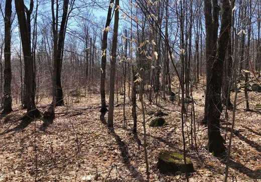 Terrain à vendre -  Rue des Cimes, Sainte-Marguerite-du-Lac-Masson, J0T 1L0