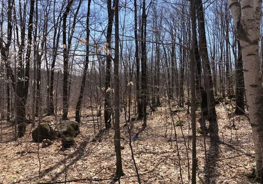 Terrain à vendre -  Rue des Cimes, Sainte-Marguerite-du-Lac-Masson, J0T 1L0