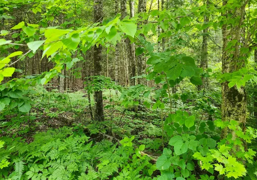 Land for Sale -  Route 307, Val-des-Bois, J0X 3C0